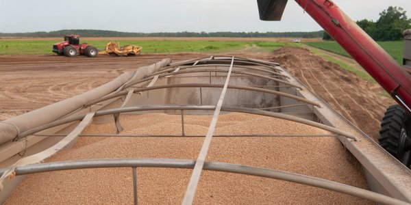Rosną ceny pszenicy przez blokadę zboża z Rosji przez Ukrainę. W tle Iran i El Nino