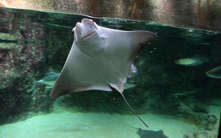 Oceanarium w Rotterdamie