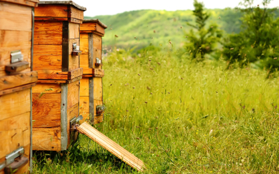 Ule i loty pszczół to nie sprawa samorządu