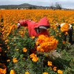 Plantacja nagietków w Cholula (Meksyk). Nagietki są w Meksyku nazywane "kwiatami święta zmarłych", u
