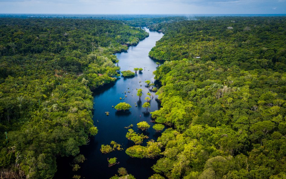 Amazonia wraca do życia pod rządami prezydenta Luli