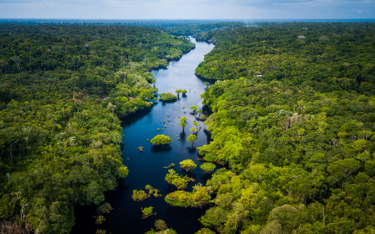 Amazonia wraca do życia pod rządami prezydenta Luli