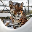 Jaguar z pewnością będzie jedną z atrakcji zwiedzania zoo na biegówkach