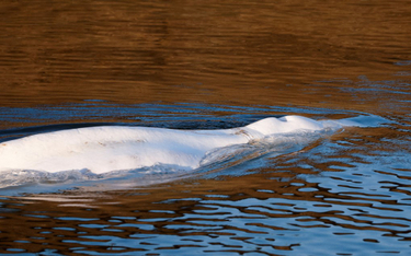 Nie żyje białucha arktyczna, która utknęła w Sekwanie