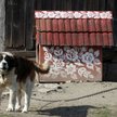 Rewolucyjny projekt nowelizacji ustawy o ochronie zwierząt autorstwa posłów PiS