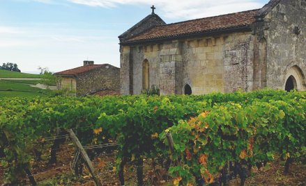 Francuski minister rolnictwa Marc Fesneau ogłosił, iż rząd zdecydował się zniszczyć część win, które