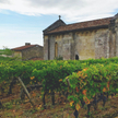 Francuski minister rolnictwa Marc Fesneau ogłosił, iż rząd zdecydował się zniszczyć część win, które