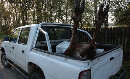 Rykowisko dla jeleni, nie dla myśliwych