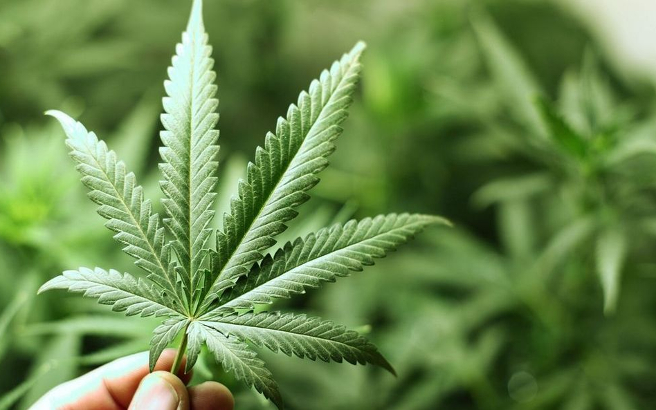 Droga gra przeciwko marihuanie na Wall Street
