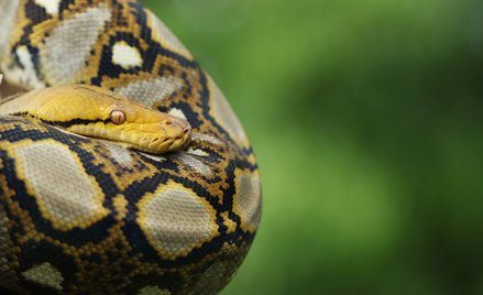 Austria: Pyton przez kanalizację dostał się do łazienki. Ugryzł 65-latka