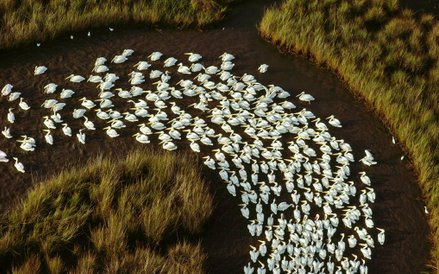 Delta rzeki Mississippi, 1992 r.