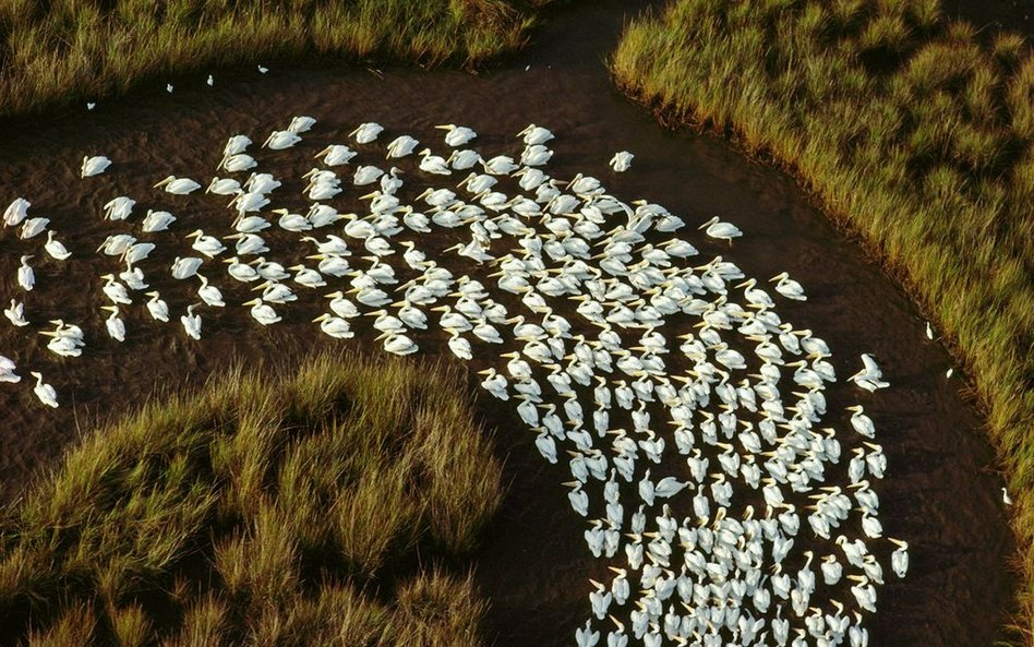 Delta rzeki Mississippi, 1992 r.
