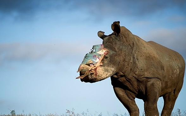 Czy polskie zoo z obawy przed kłusownikami odetną rogi nosorożcom