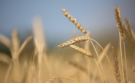 Mimo suszy zboże płynie za granicę. Eksperci: to błąd
