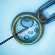 Spór w Senacie o in vitro