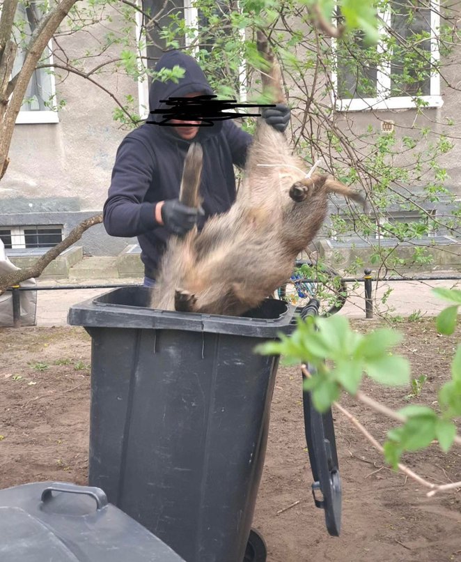 Do transportu wykorzystywane są szczelne pojemniki z tworzywa sztucznego, co pozwala zapobiec pozost