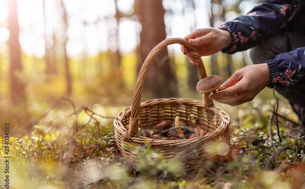 W tych miejscach lepiej nie zbierać grzybów. Kary za złamanie przepisów są wysokie