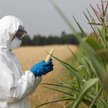 Brytyjscy farmerzy apelują o zmiany odnośnie żywności GMO