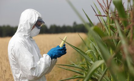Brytyjscy farmerzy apelują o zmiany odnośnie żywności GMO