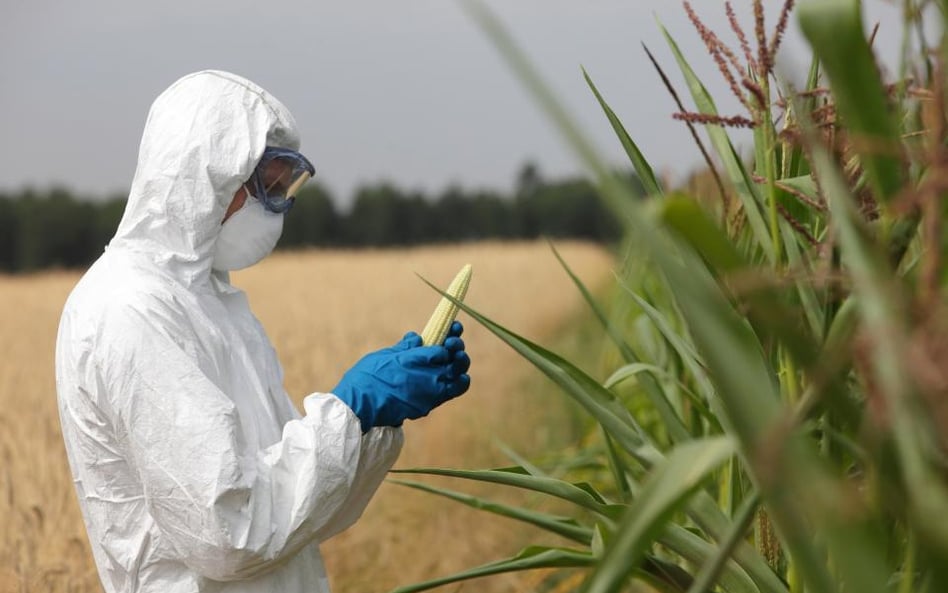 Brytyjscy farmerzy apelują o zmiany odnośnie żywności GMO