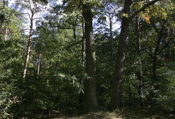 Lasy Państwowe Nie Zapłacą CIT Od Gospodarki Leśnej - Rp.pl