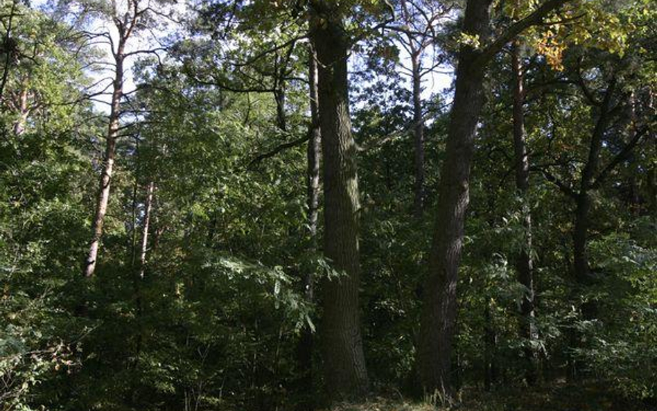 Lasy Państwowe nie zapłacą CIT od gospodarki leśnej