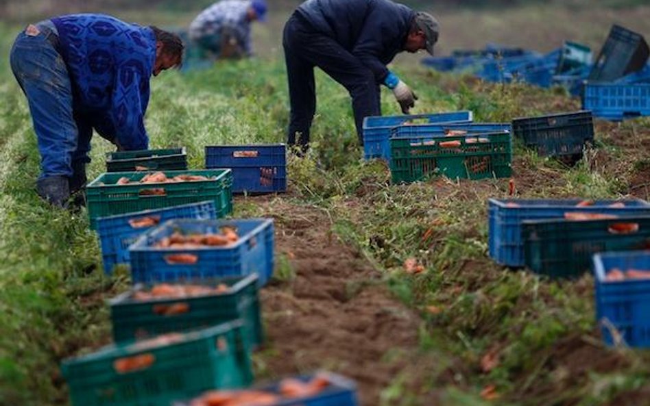 Wyłudzili miliony dotacji na marchew i pietruszkę