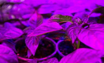 Pachnące nowalijki z londyńskiego schronu