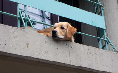 Trzymali psa całe dnie na balkonie. Sąd wydał wyrok w tej sprawie