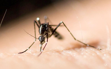 Najlepszą bronią w walce z komarami są... same komary