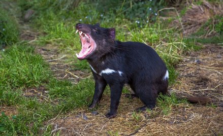 Diabły tasmańskie wracają do Australii