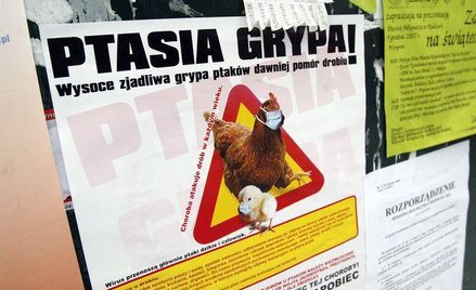 Jak wirus ptasiej grypy atakuje ludzi