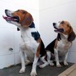 Beagle profesora Liu. Jak dorosną, będą wyjątkowo muskularne materiały prasowe