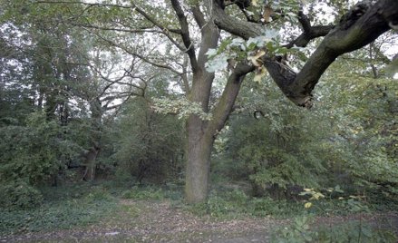 Co się stanie z parkiem Wiśniewo