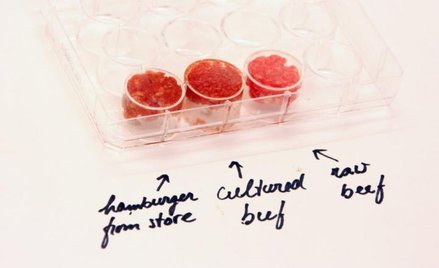 5 sierpnia 2013 roku – wołowina wprost z laboratorium