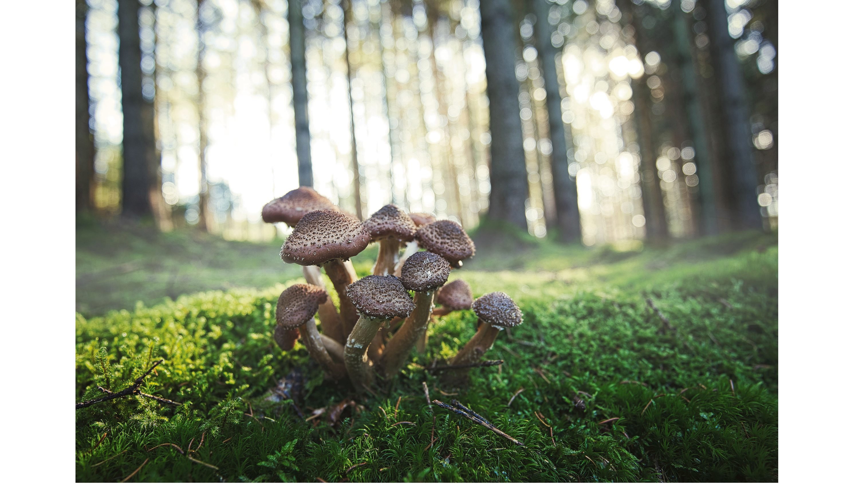 Marta Wrzosek, mykolog: Grzyby oszukują nasze zmysły