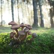 Największym zbadanym organizmem na naszej planecie jest opieńka ciemna (Armillaria ostoyae), która r