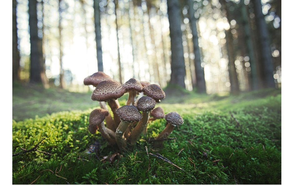 Największym zbadanym organizmem na naszej planecie jest opieńka ciemna (Armillaria ostoyae), która r