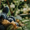 Serbia jest jednym z największych europejskich producentów śliwek. Zdecydowana większość zbiorów prz