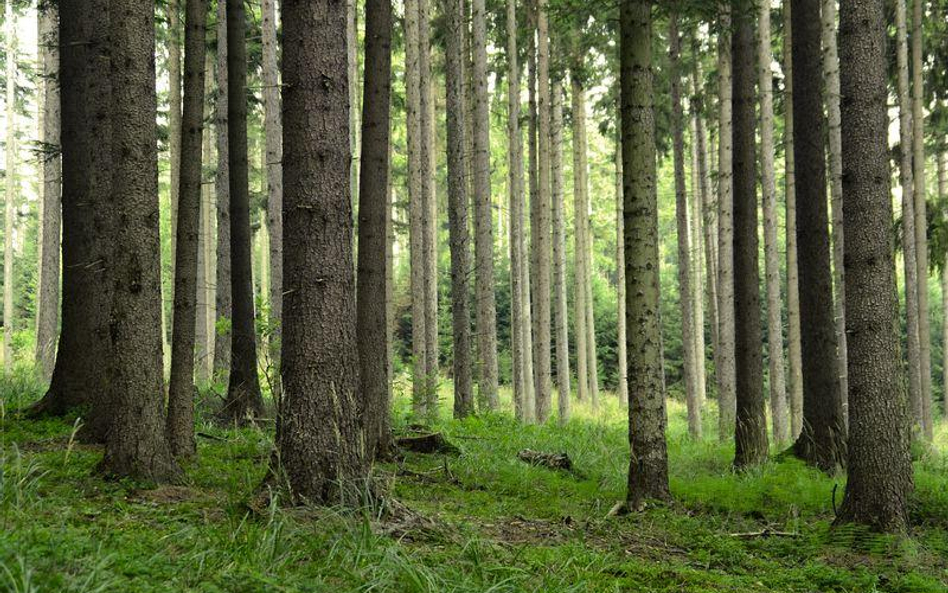 Lasy Państwowe więcej rąbią i windują przychody