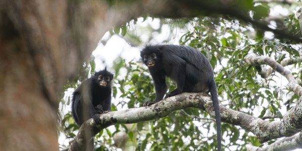 New Monkey Species Found in DRC: Colobus congoensis May Already Be Endangered