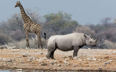 Populacje żyraf i nosorożców staczają się po równi pochyłej.