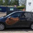 Kierowca wezwał policję. Na jego aucie było 20 tys. pszczół