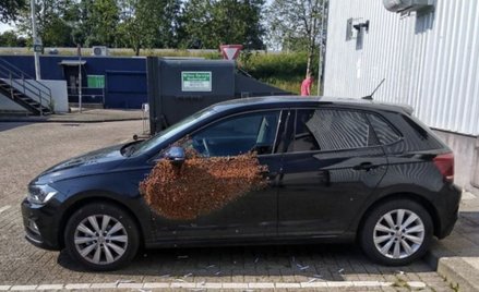 Kierowca wezwał policję. Na jego aucie było 20 tys. pszczół