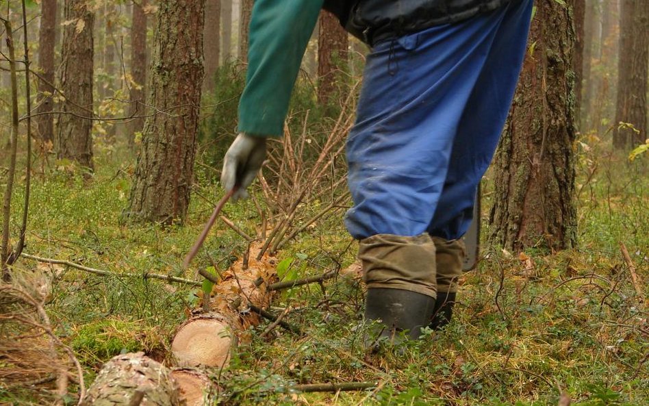 Sąd Najwyższy o dwóch odprawach dla leśnika z tytułu przejścia na emeryturę