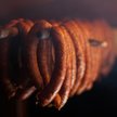 Po kiełbasę na stację benzynową? Producent wędlin testuje nowy sposób sprzedaży