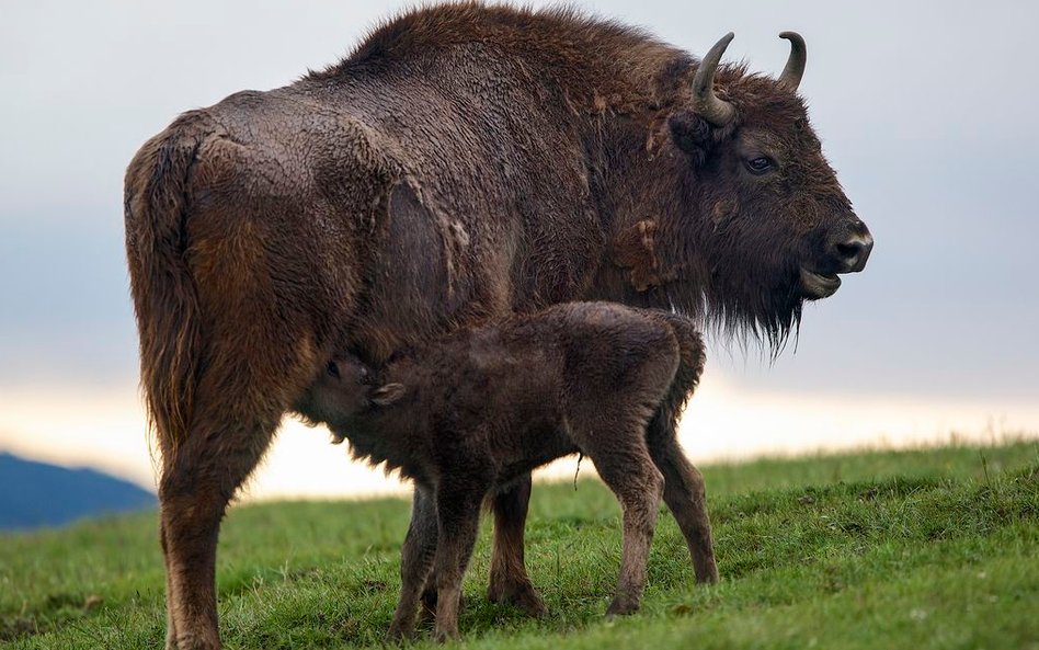 Zdjęcia do "Królestwa” kręcone na Podlasiu to ok. 10 proc. całego filmu.