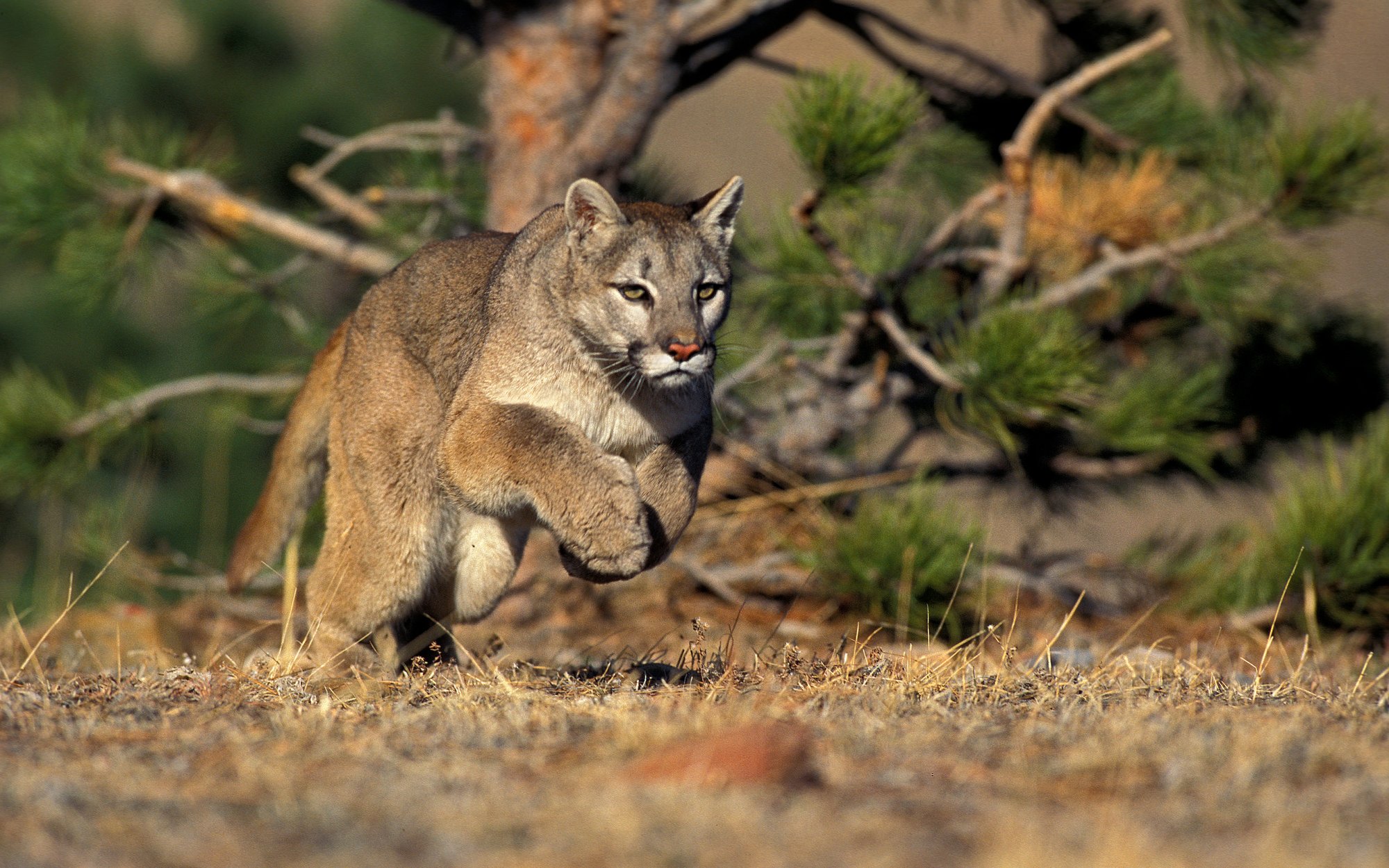 Puma uchwycona przez fotopułapkę. Nadleśnictwo wydało ostrzeżenie