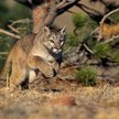 Puma (zdjęcie ilustracyjne)