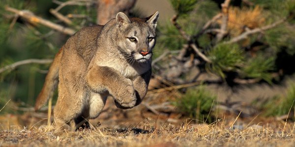 Puma w okolicach Karsinki i Rekowa. Gmina ostrzega przed wejściem do lasu